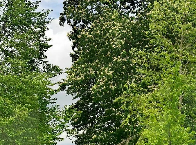 Gaestehaus Anglerklause Allstedt